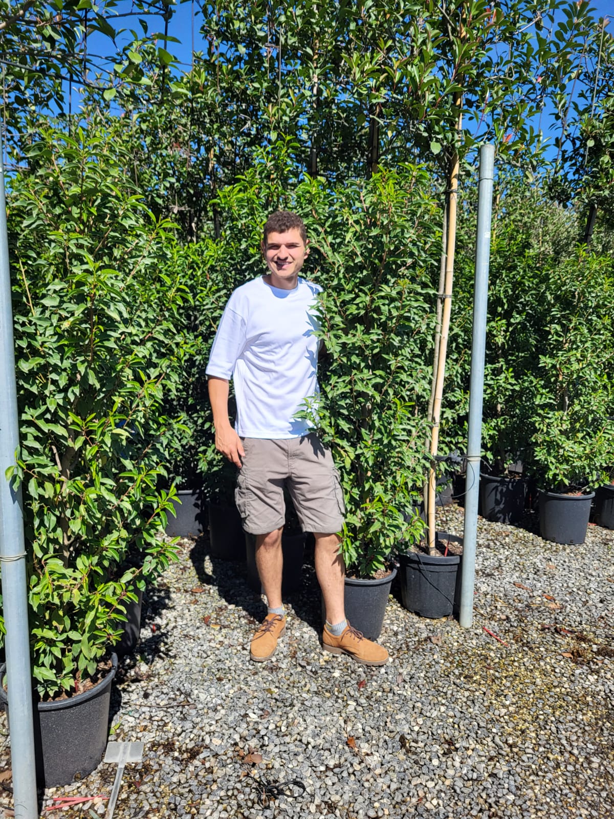 Laurier du Portugal - Image 9