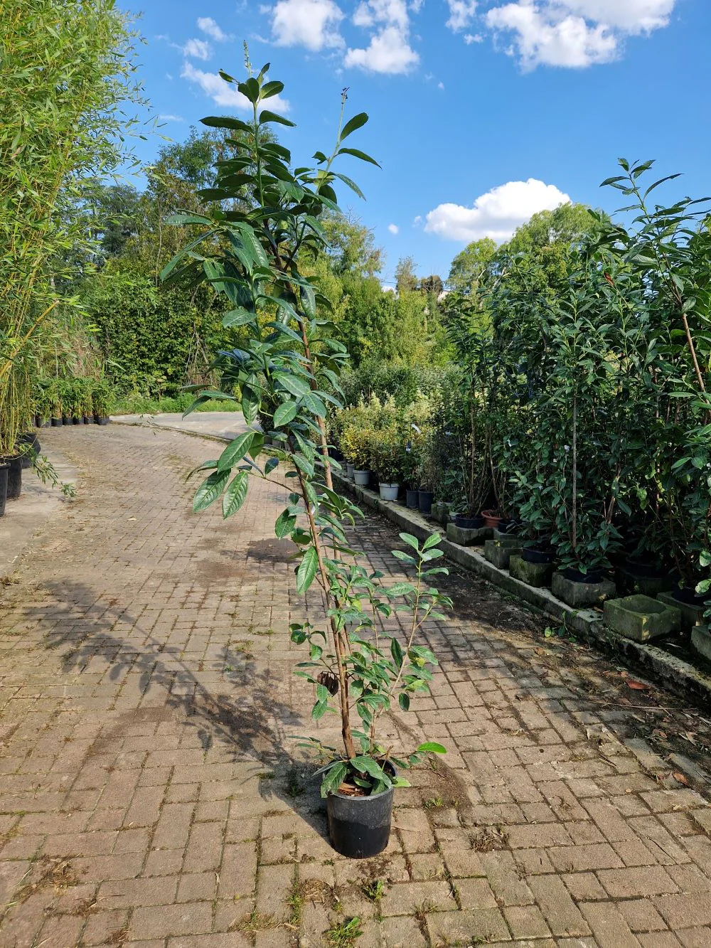Laurier-Cerise (Laurier Palme - Prunus laurocerasus) - Image 10