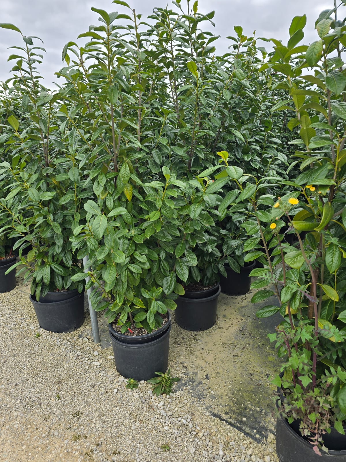 Laurier-Cerise (Laurier Palme - Prunus laurocerasus) - Image 11