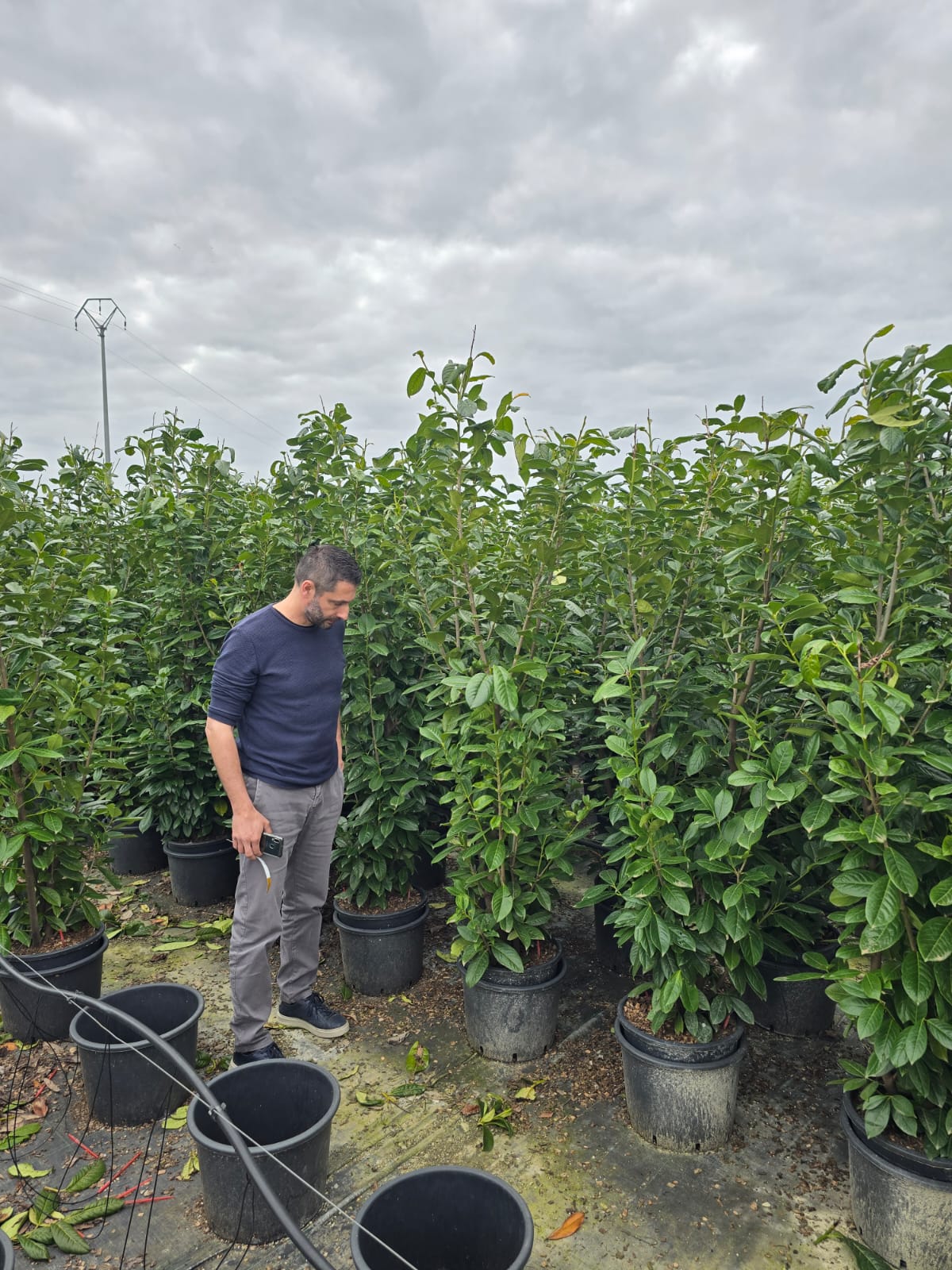 Laurier-Cerise (Laurier Palme - Prunus laurocerasus) - Image 12