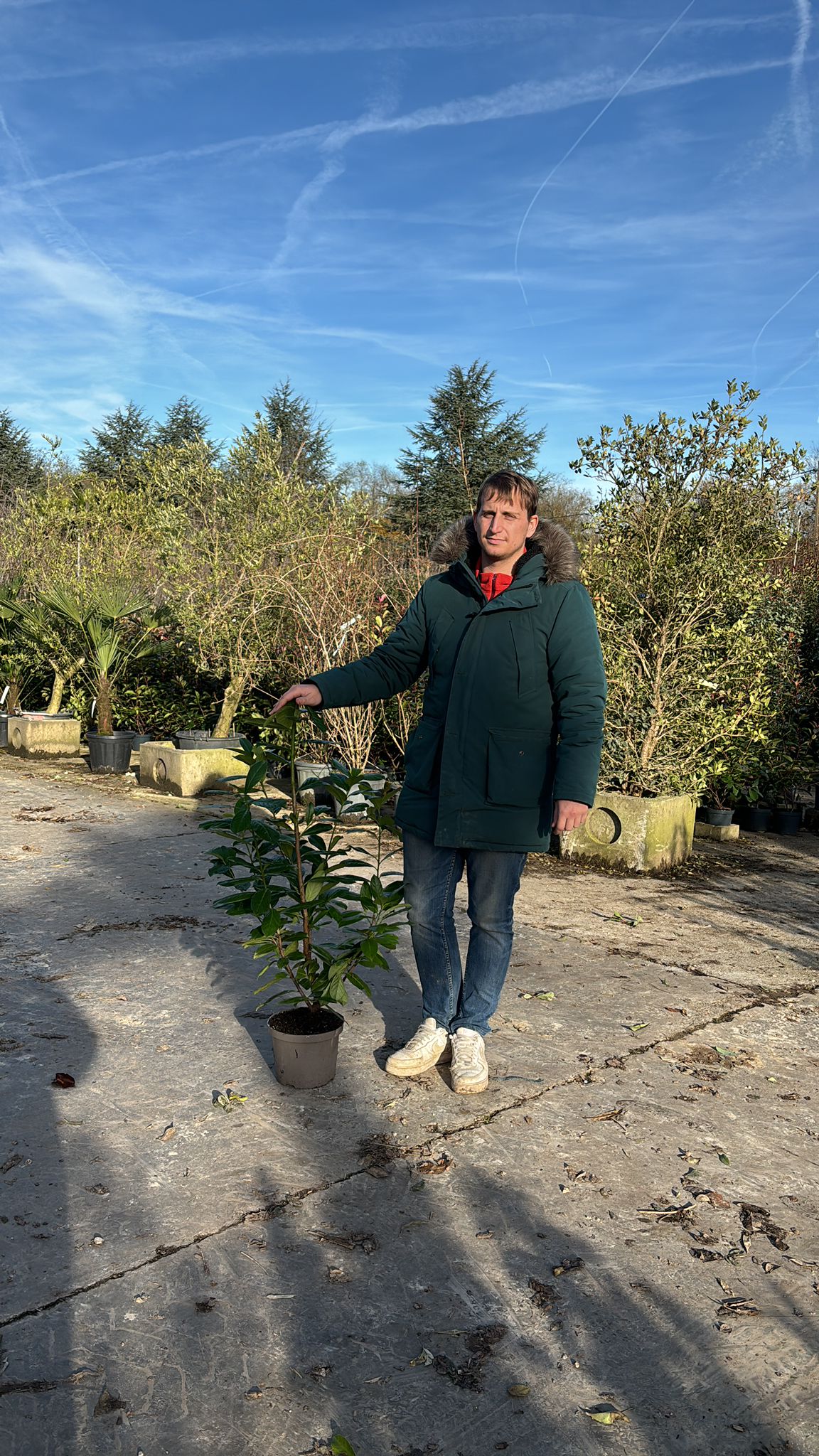 Laurier-Cerise (Laurier Palme - Prunus laurocerasus) - Image 13