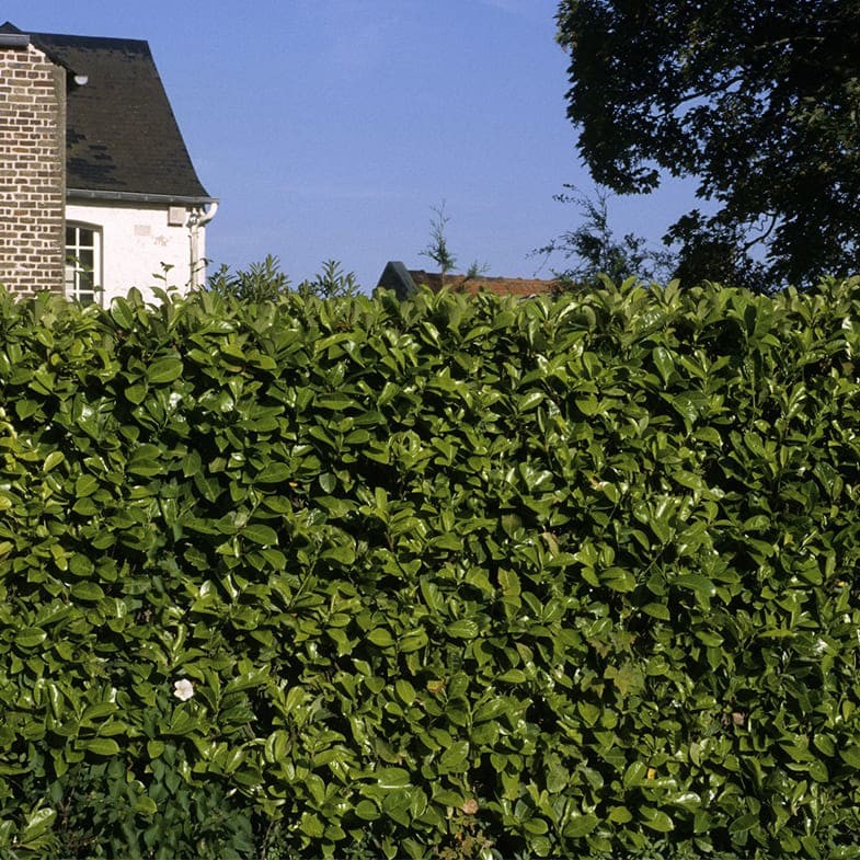 Laurier-Cerise (Laurier Palme - Prunus laurocerasus) - Image 4