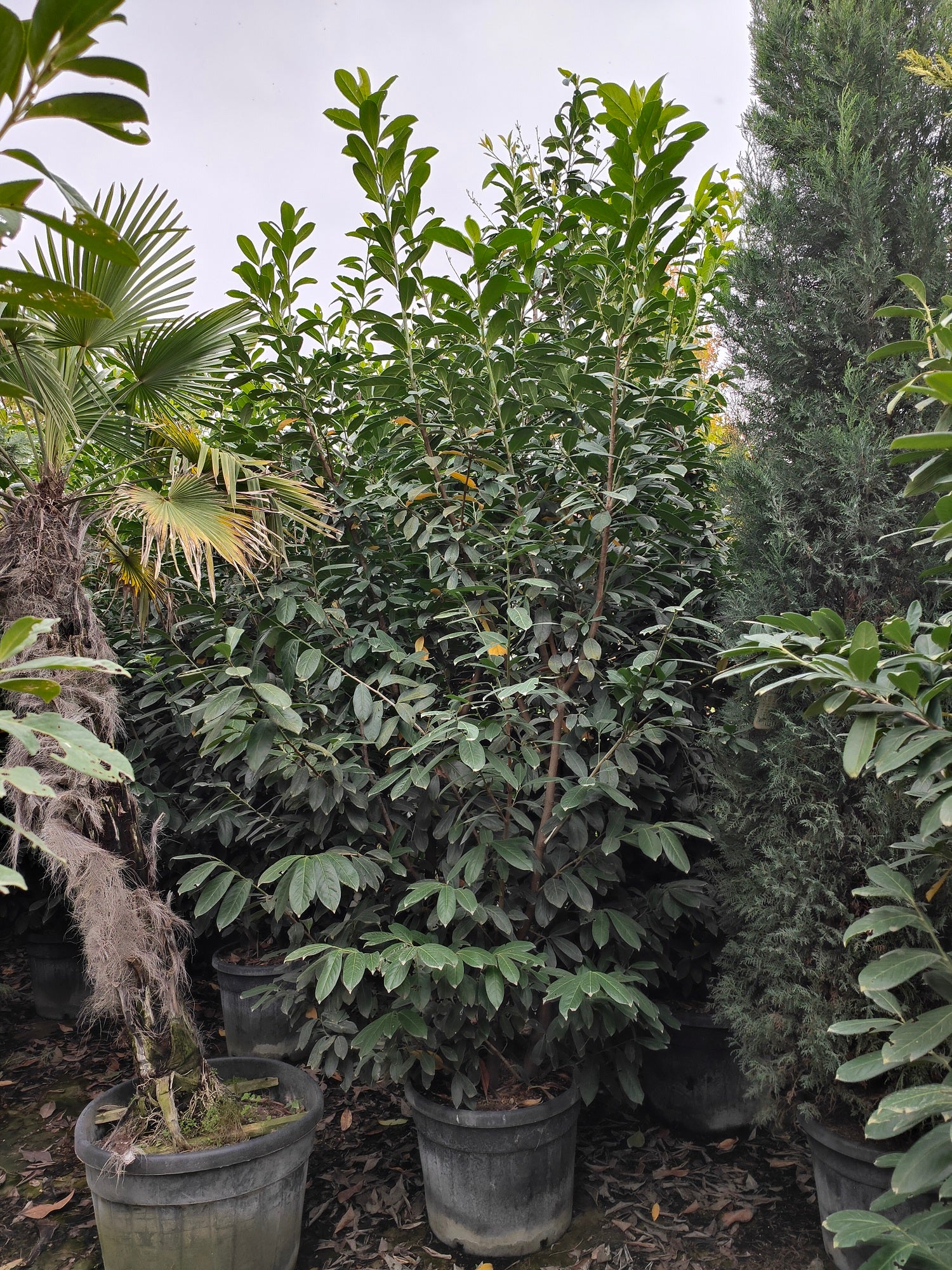 Laurier-Cerise (Laurier Palme - Prunus laurocerasus) - Image 5