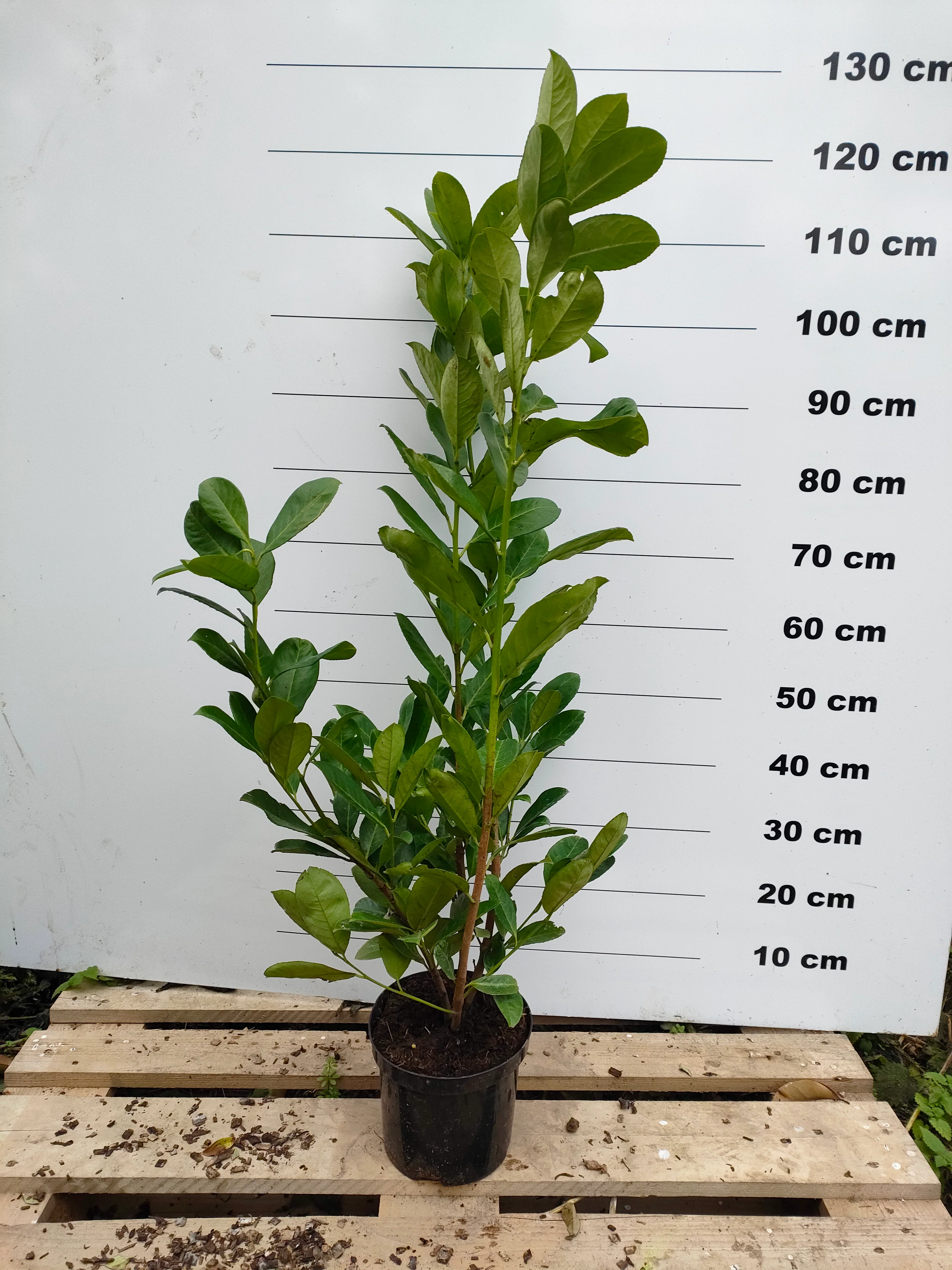 Laurier-Cerise (Laurier Palme - Prunus laurocerasus) - Image 6