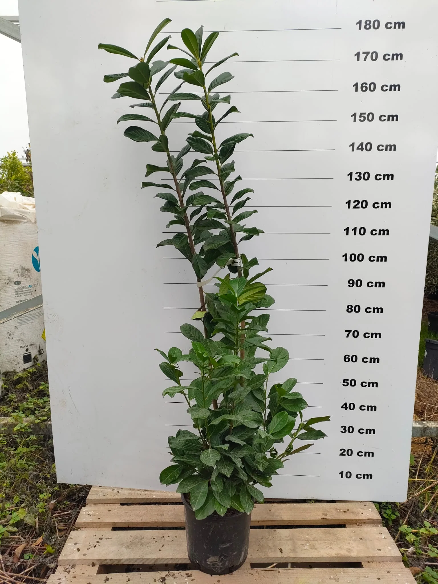 Laurier-Cerise (Laurier Palme - Prunus laurocerasus) - Image 7