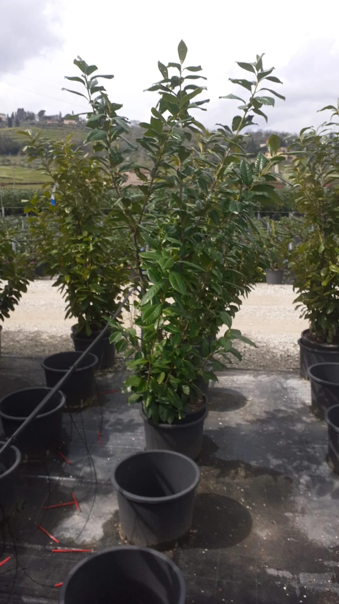 Laurier-Cerise (Laurier Palme - Prunus laurocerasus) - Image 8