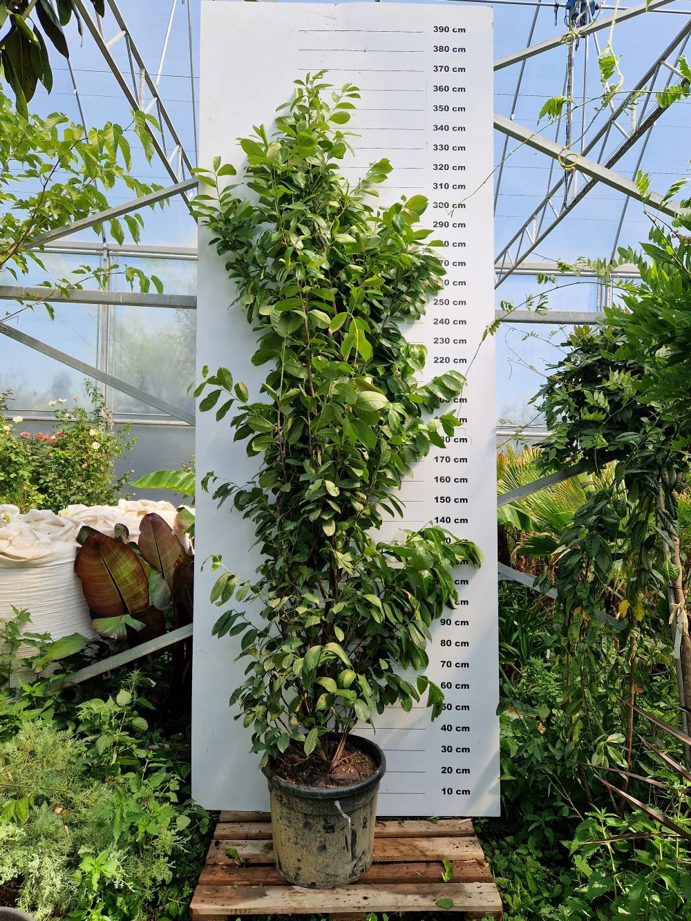 Laurier-Cerise (Laurier Palme - Prunus laurocerasus) - Image 9