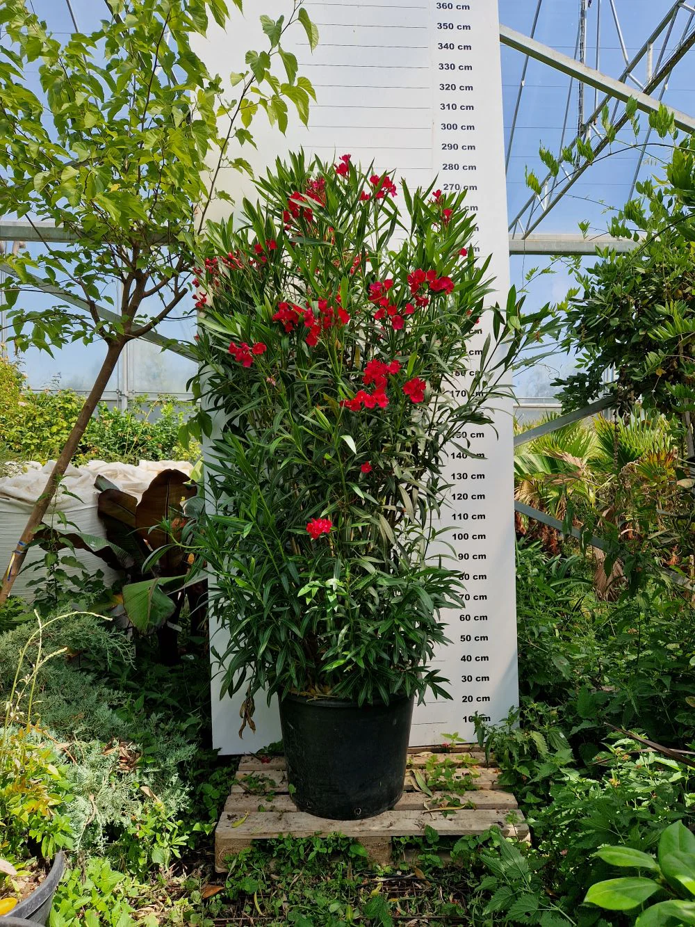 Laurier Rose en touffe (Nerium Oleander) - Image 10