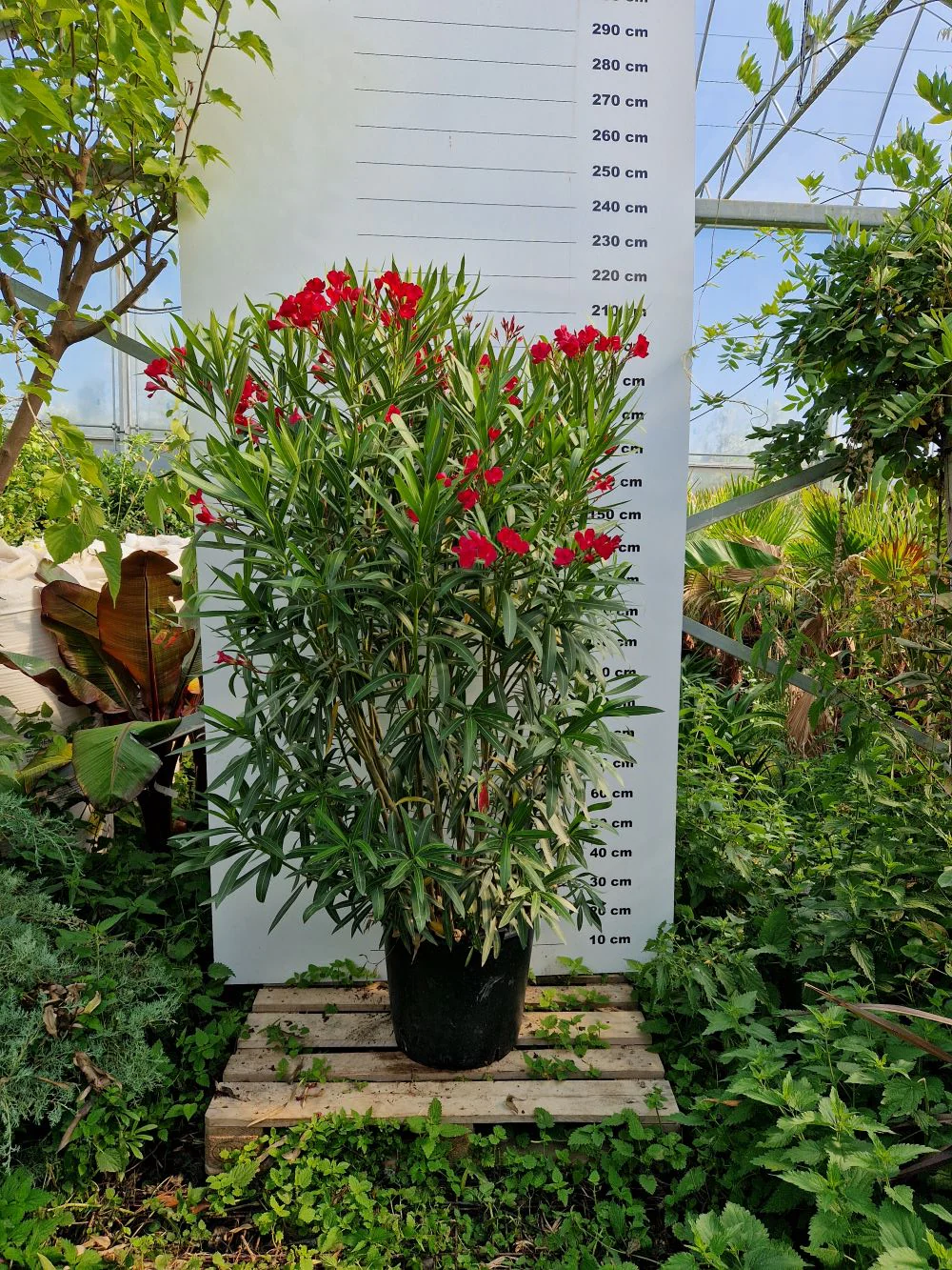 Laurier Rose en touffe (Nerium Oleander) - Image 11