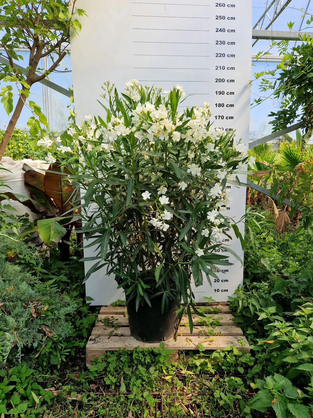 Laurier Rose en touffe (Nerium Oleander) - Image 12