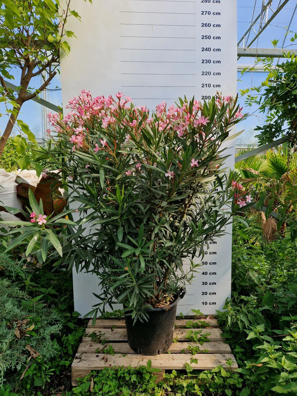 Laurier Rose en touffe (Nerium Oleander) - Image 13