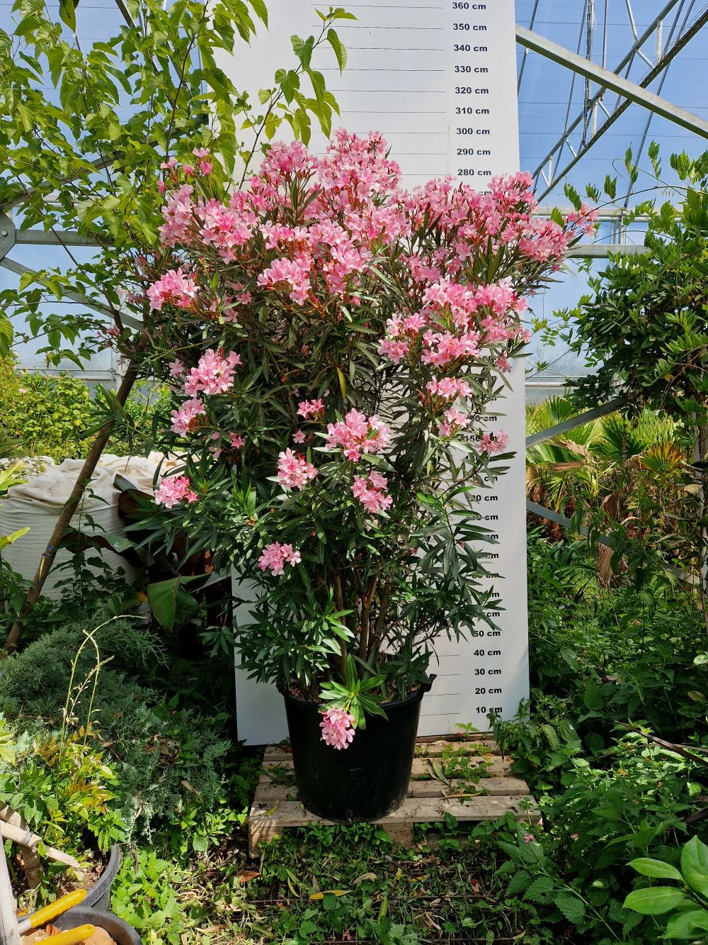 Laurier Rose en touffe (Nerium Oleander) - Image 14
