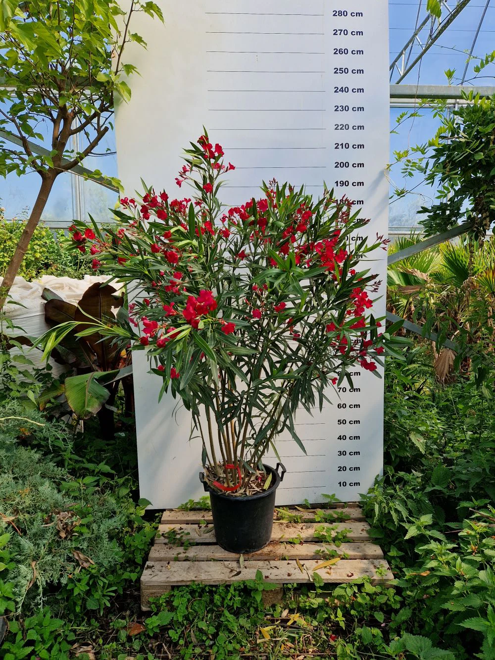 Laurier Rose en touffe (Nerium Oleander) - Image 15