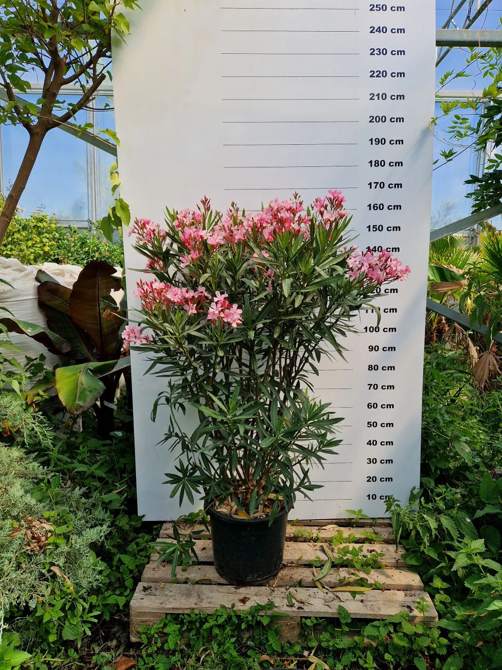 Laurier Rose en touffe (Nerium Oleander) - Image 16