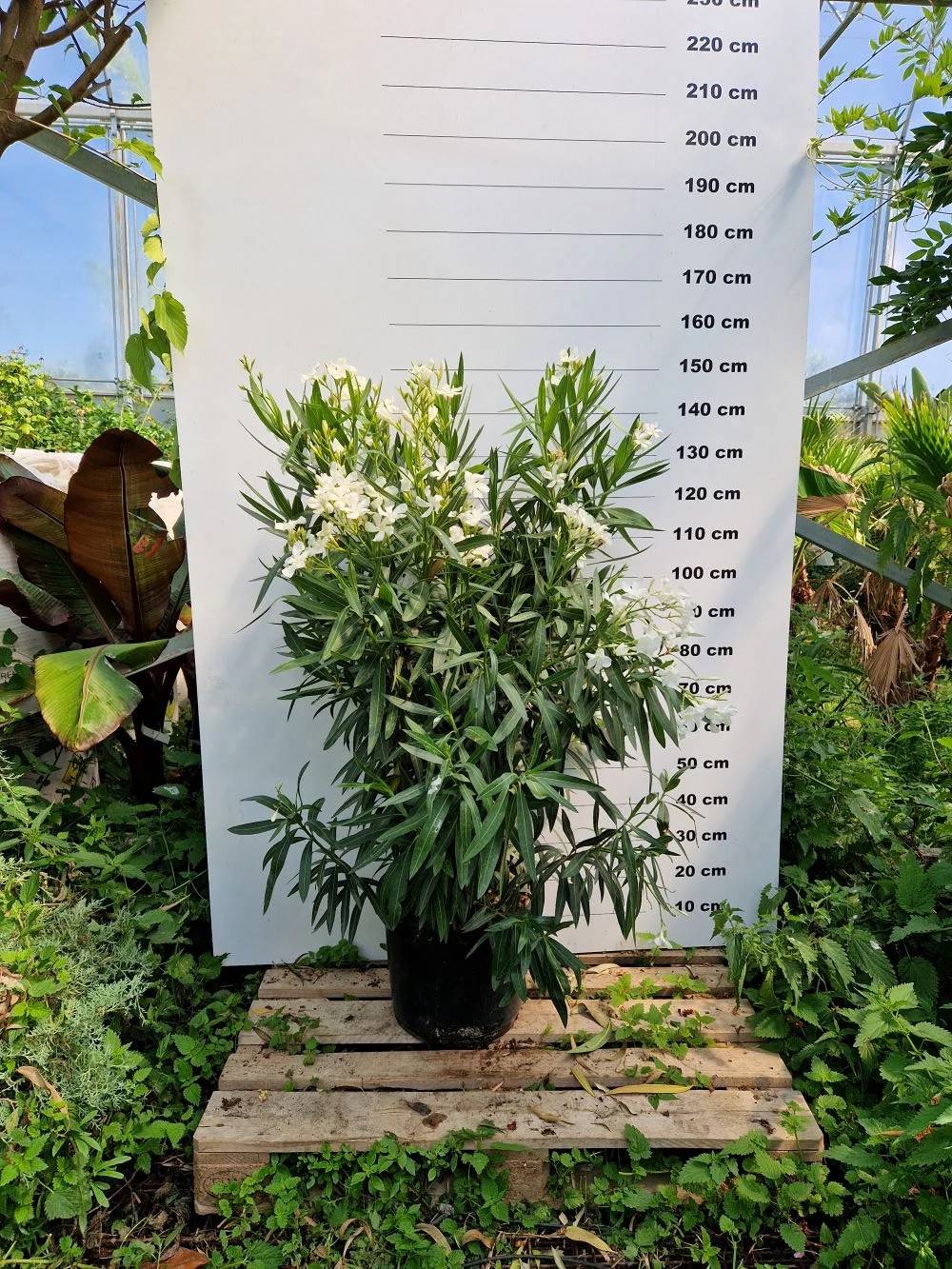 Laurier Rose en touffe (Nerium Oleander) - Image 17