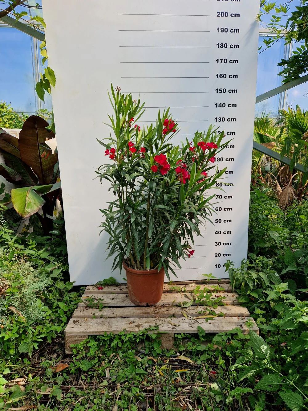 Laurier Rose en touffe (Nerium Oleander) - Image 18