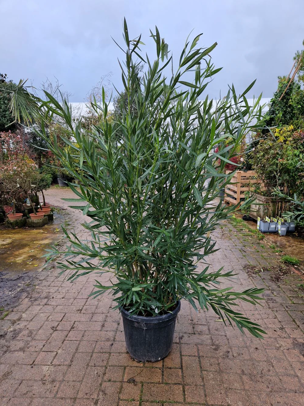 Laurier Rose en touffe (Nerium Oleander) - Image 19
