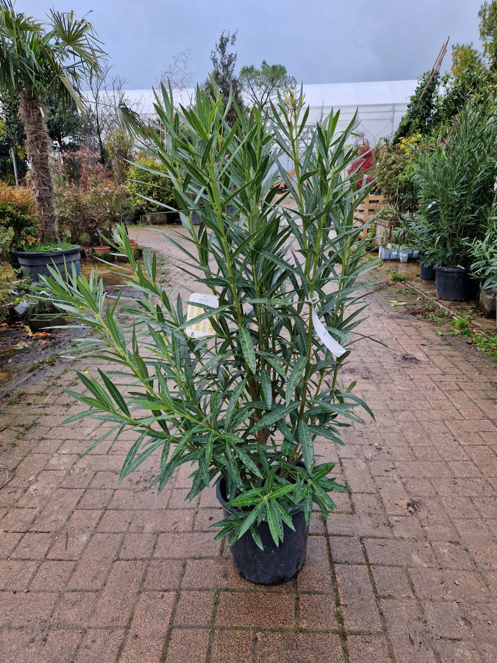 Laurier Rose en touffe (Nerium Oleander) - Image 20