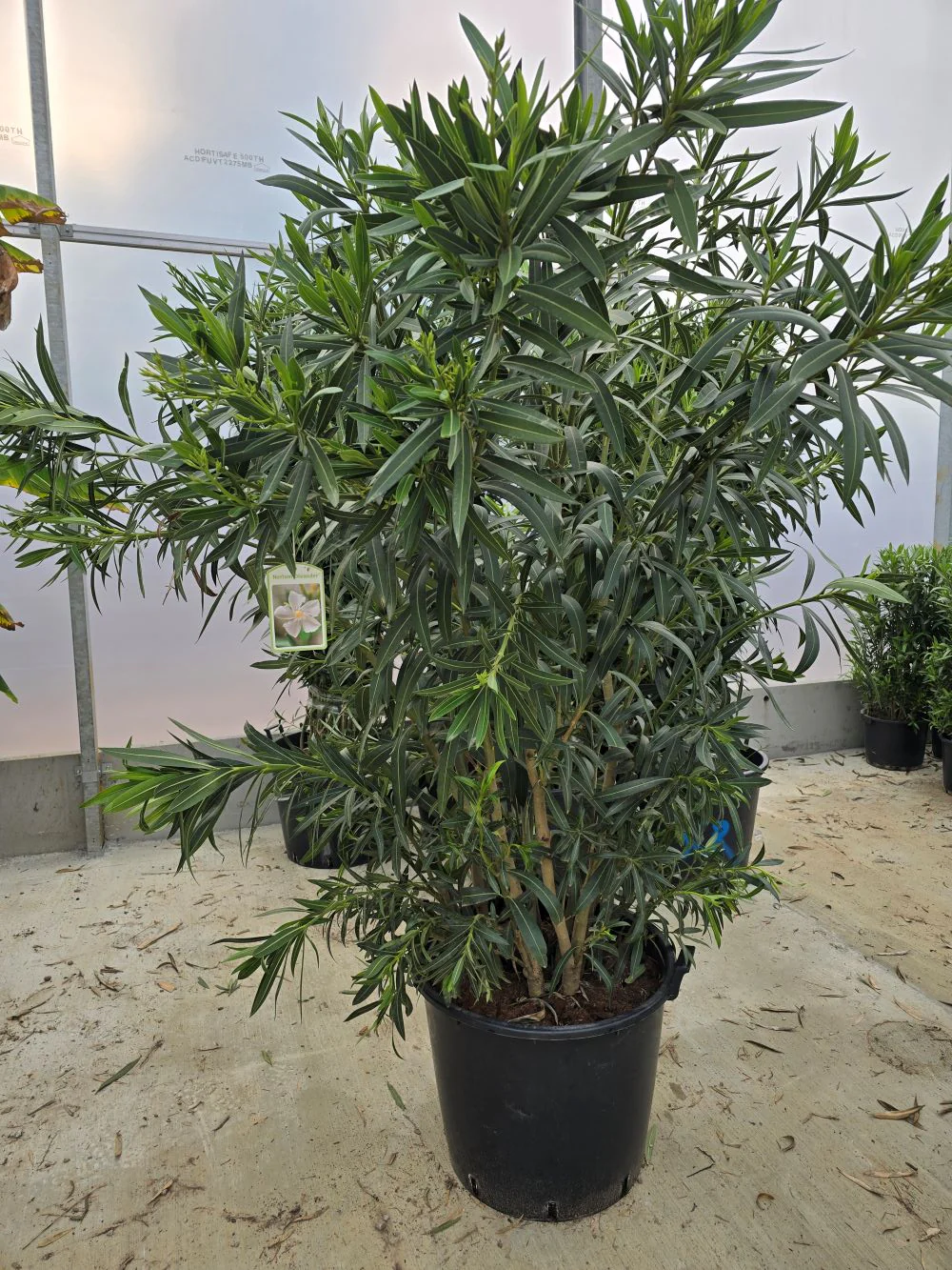 Laurier Rose en touffe (Nerium Oleander) - Image 22