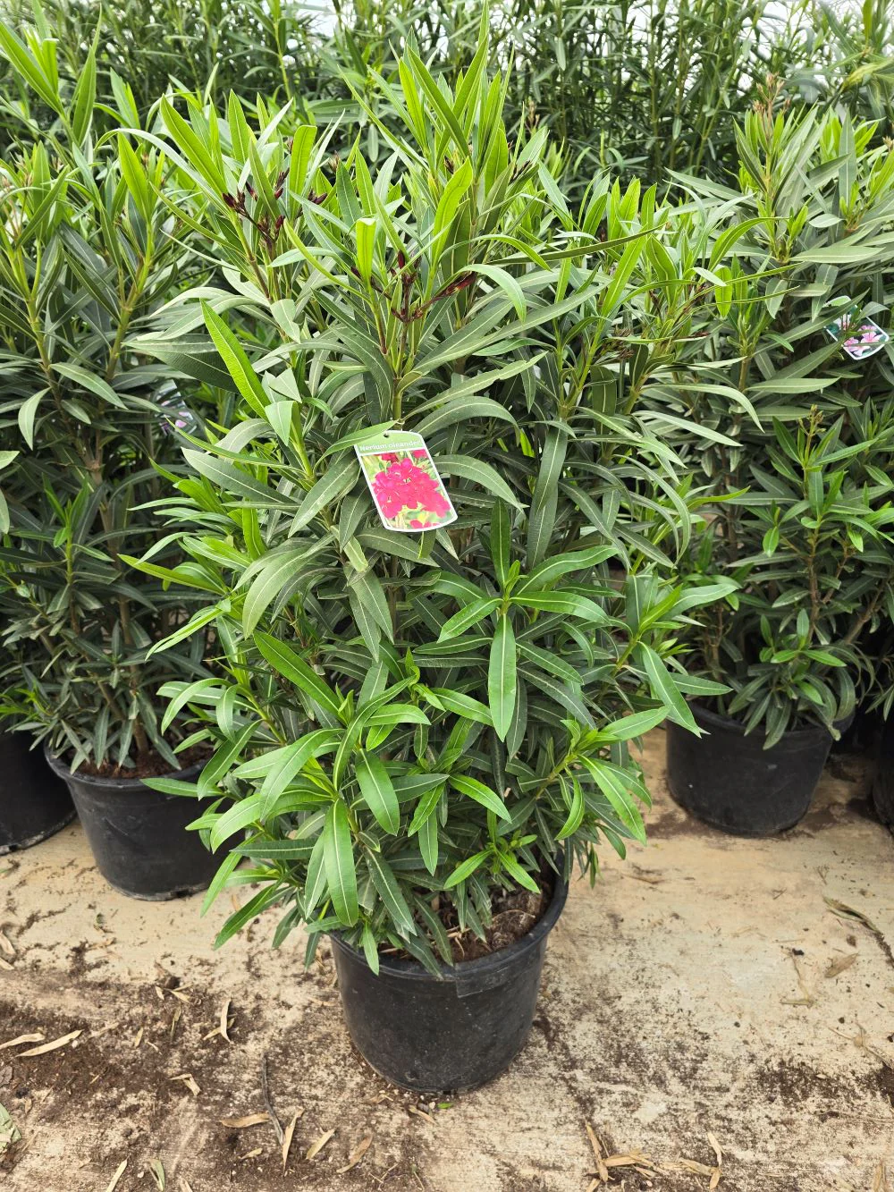 Laurier Rose en touffe (Nerium Oleander) - Image 23