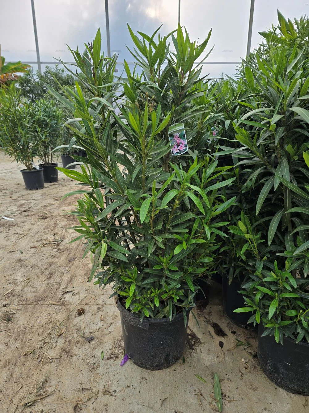 Laurier Rose en touffe (Nerium Oleander) - Image 24