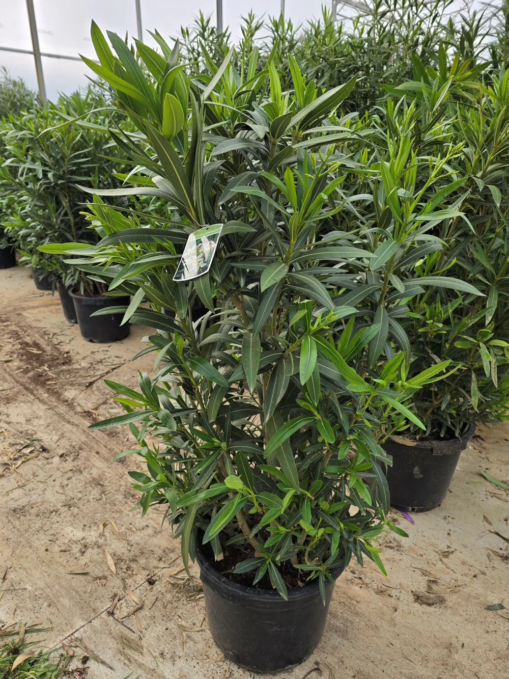 Laurier Rose en touffe (Nerium Oleander) - Image 25