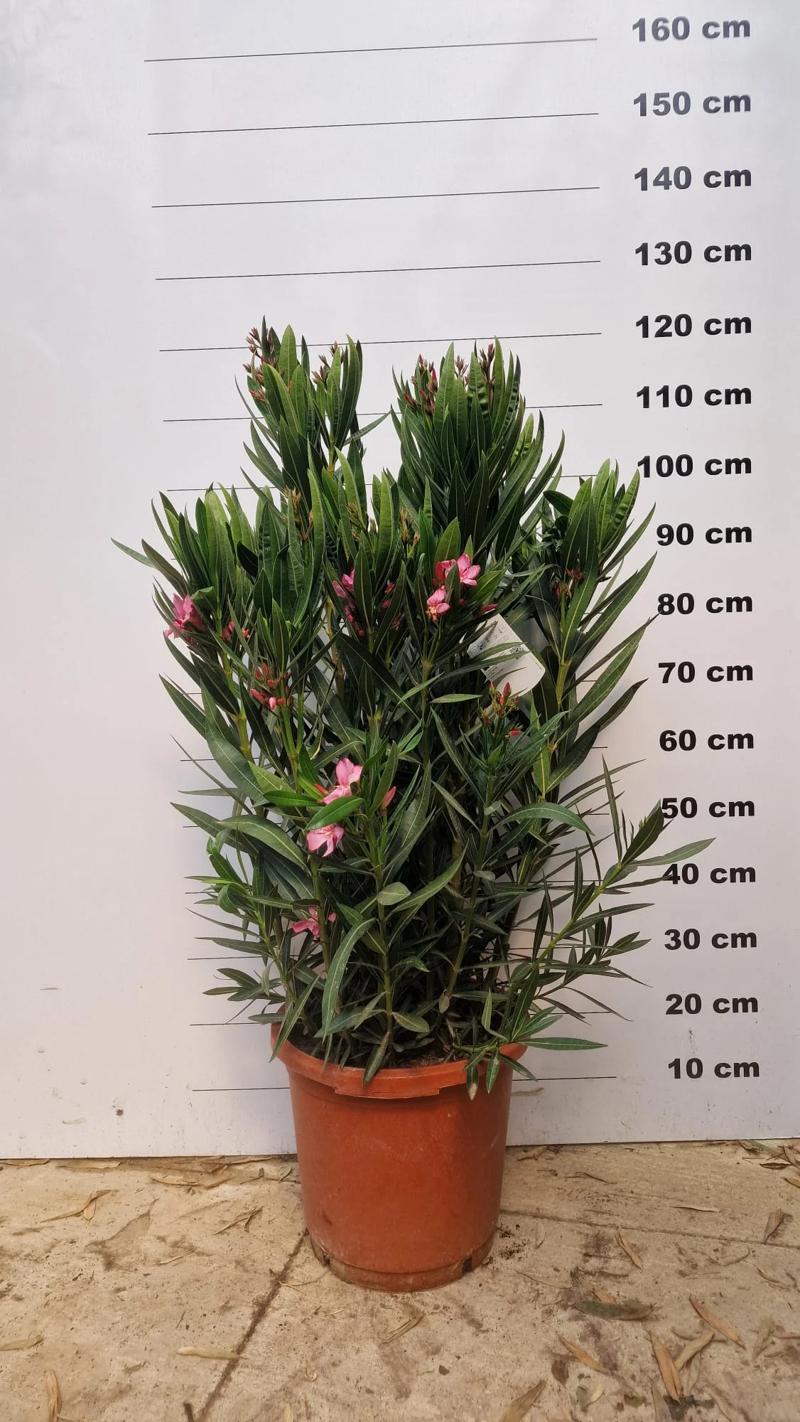 Laurier Rose en touffe (Nerium Oleander) - Image 26