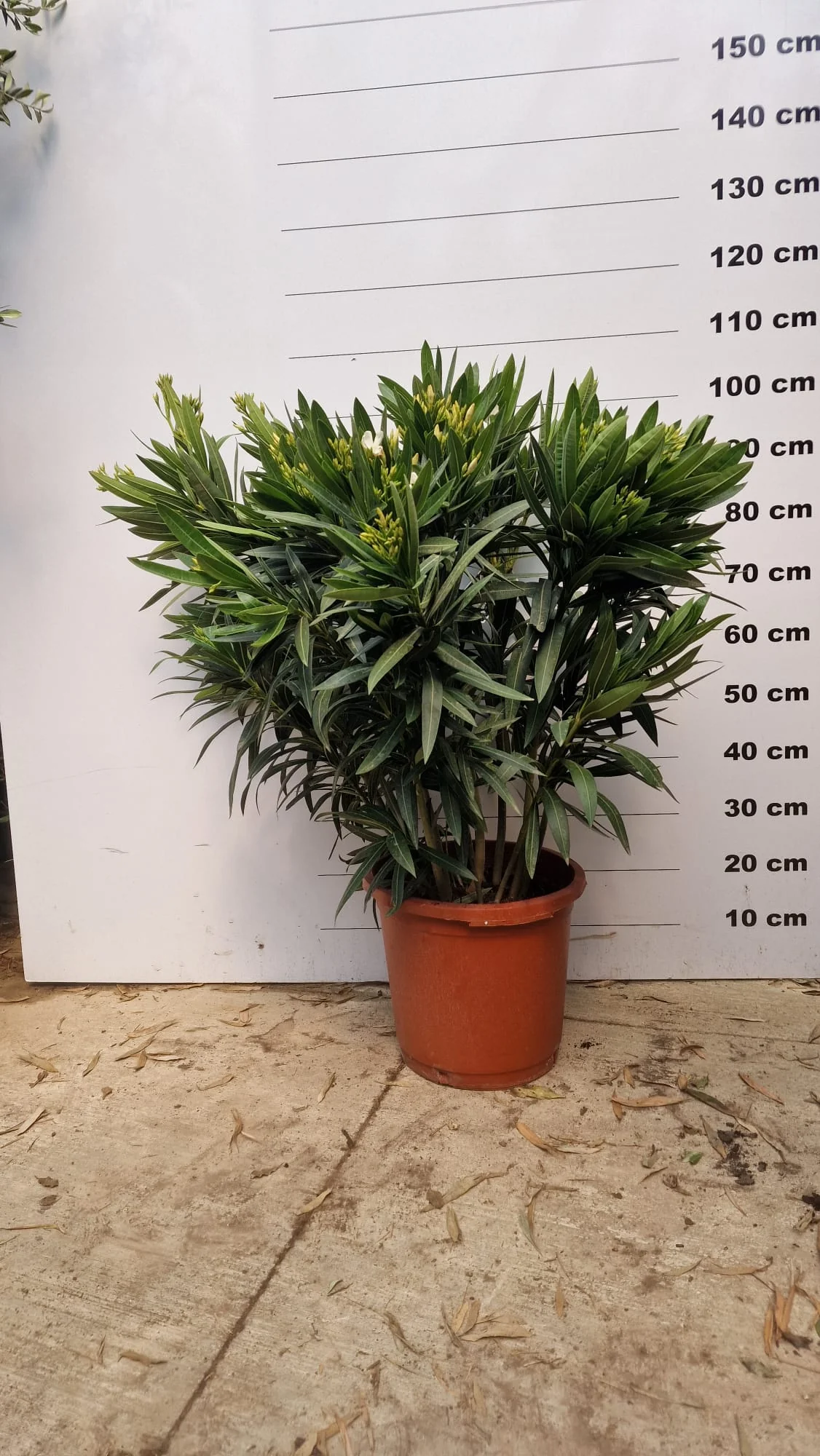 Laurier Rose en touffe (Nerium Oleander) - Image 27