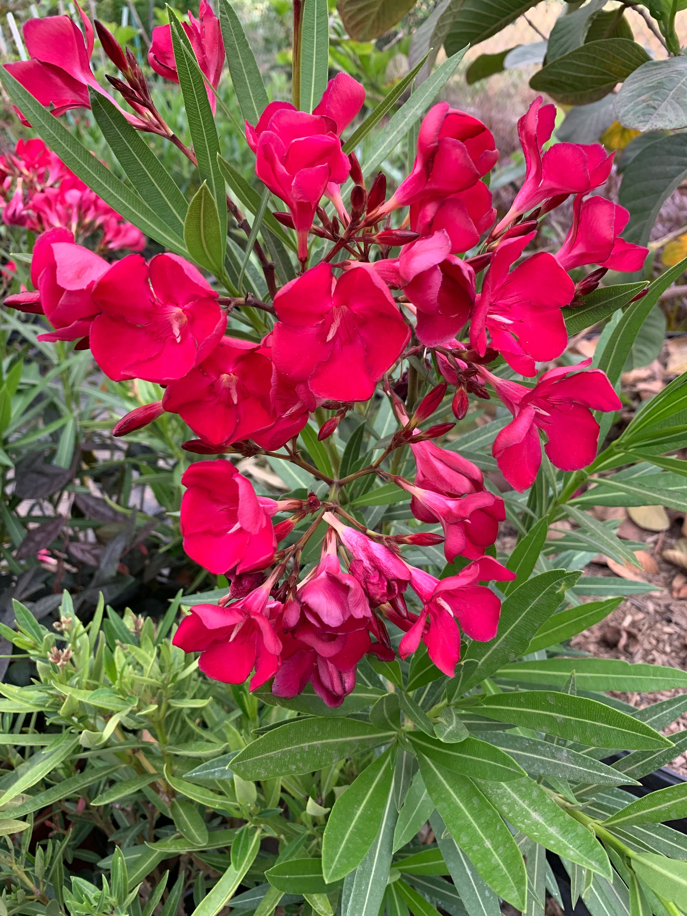 Laurier Rose en touffe (Nerium Oleander) - Image 28
