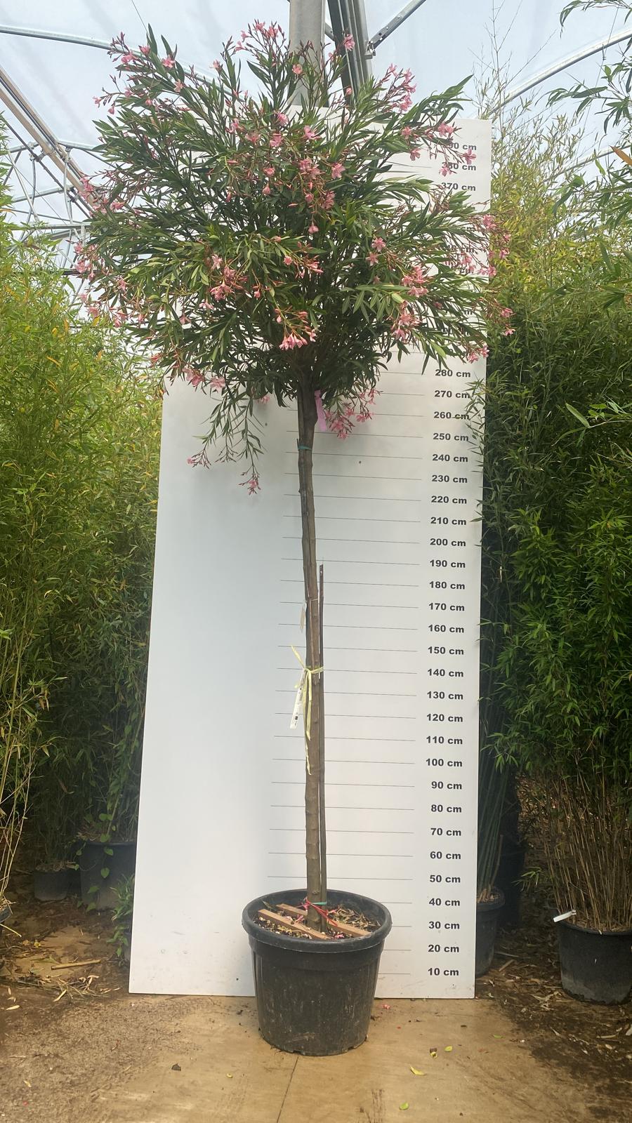 Laurier Rose en touffe (Nerium Oleander) - Image 29