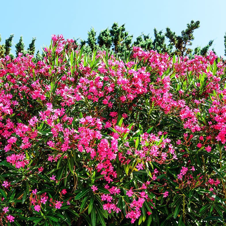 Laurier Rose en touffe (Nerium Oleander) - Image 3