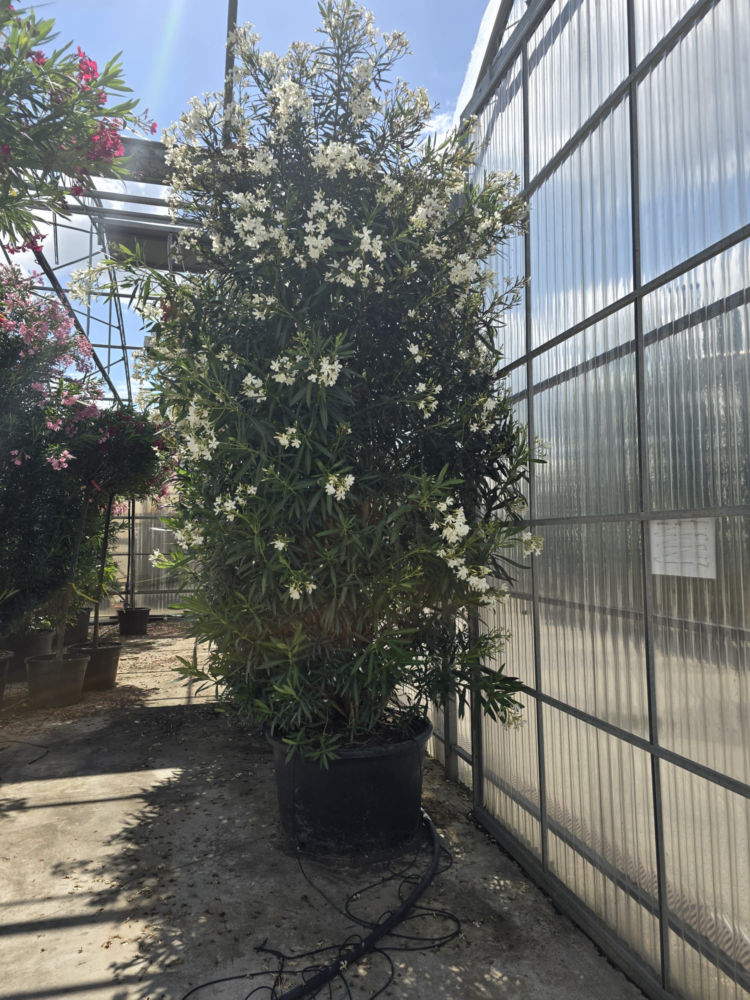 Laurier Rose en touffe (Nerium Oleander) - Image 31