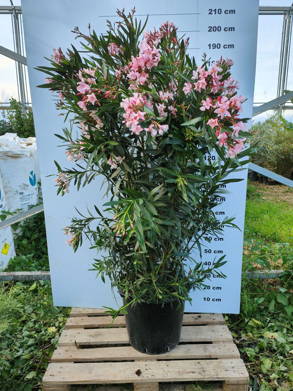 Laurier Rose en touffe (Nerium Oleander) - Image 5