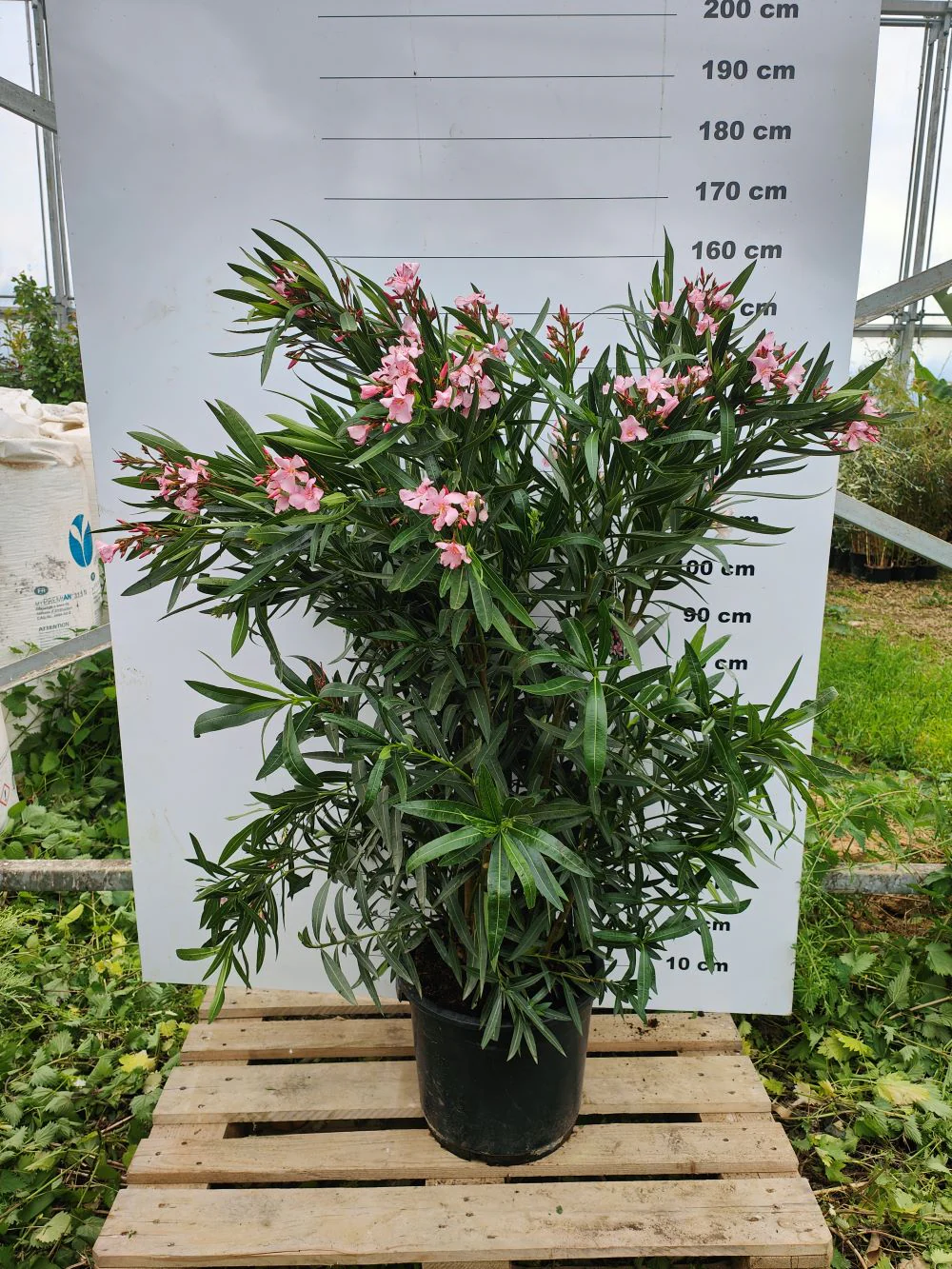 Laurier Rose en touffe (Nerium Oleander) - Image 6