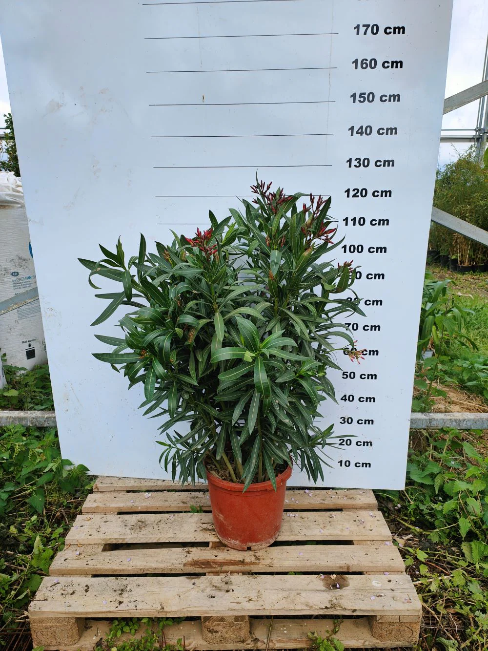 Laurier Rose en touffe (Nerium Oleander) - Image 7