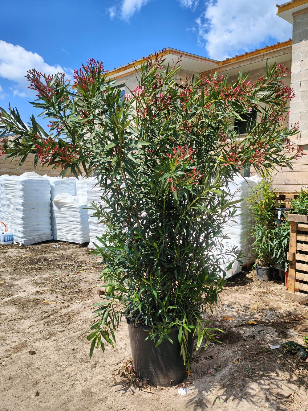 Laurier Rose en touffe (Nerium Oleander) - Image 8
