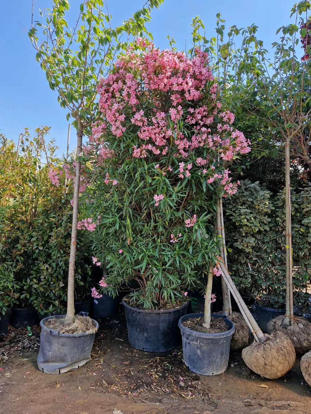 Laurier Rose en touffe (Nerium Oleander) - Image 9