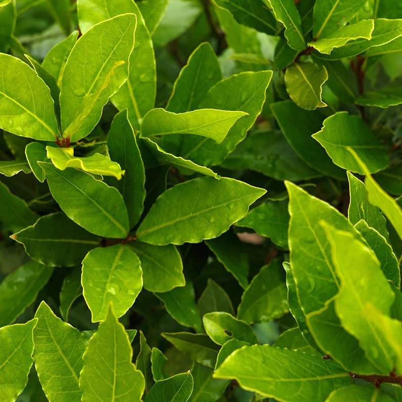 Laurier Sauce (Laurus nobilis) - Image 3