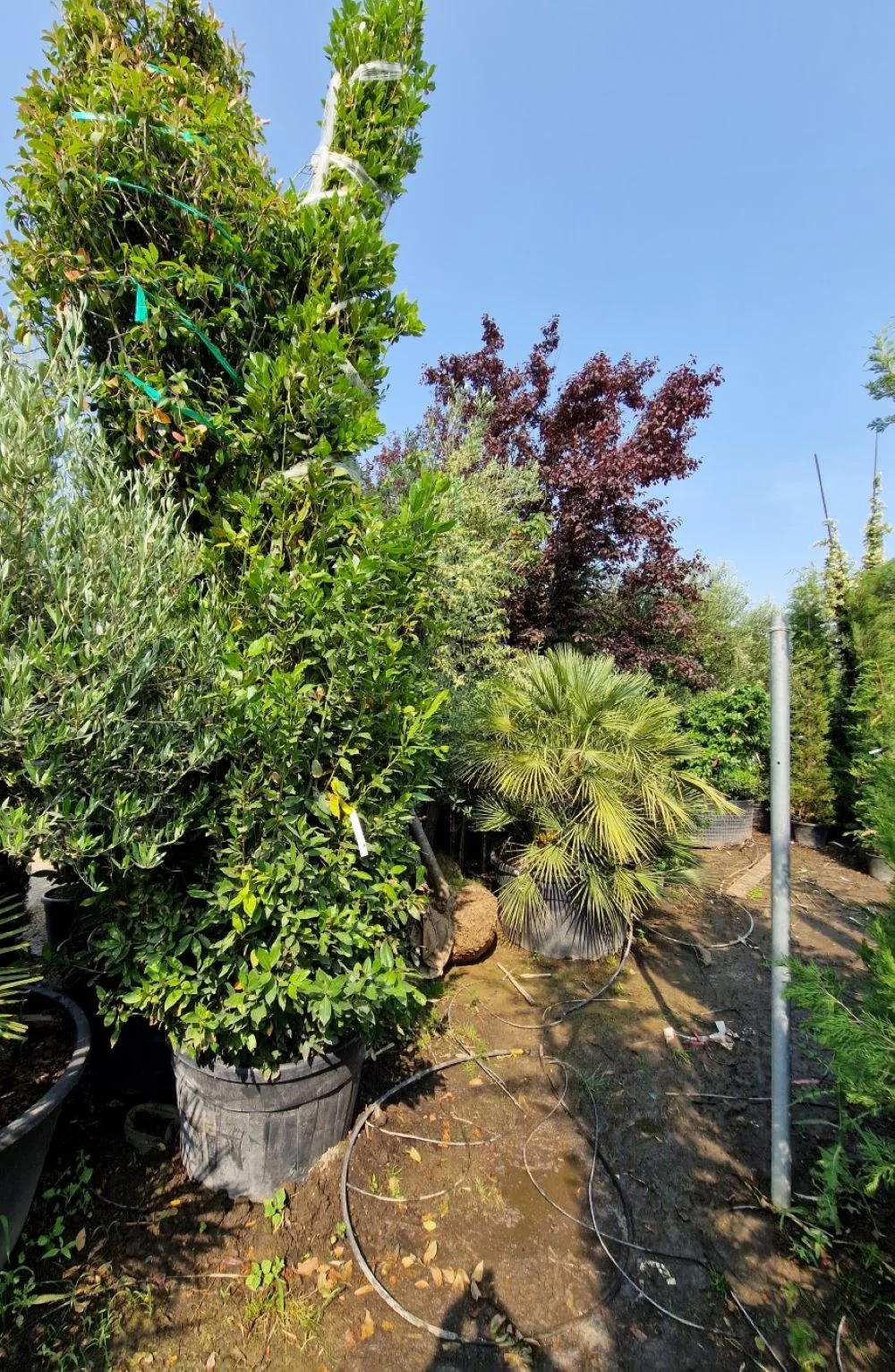 Laurier Sauce (Laurus nobilis) - Image 4