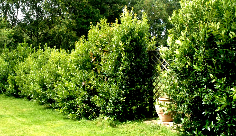 Laurier Sauce (Laurus nobilis) - Image 5