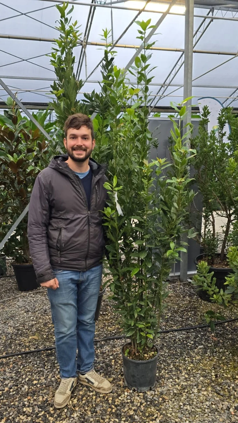 Laurier Sauce (Laurus nobilis) - Image 6