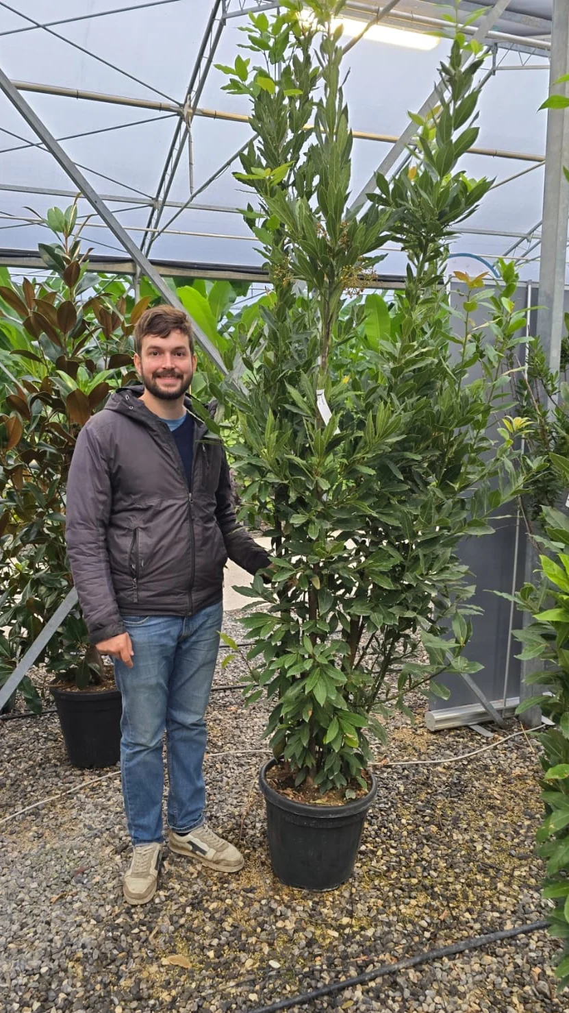 Laurier Sauce (Laurus nobilis) - Image 7