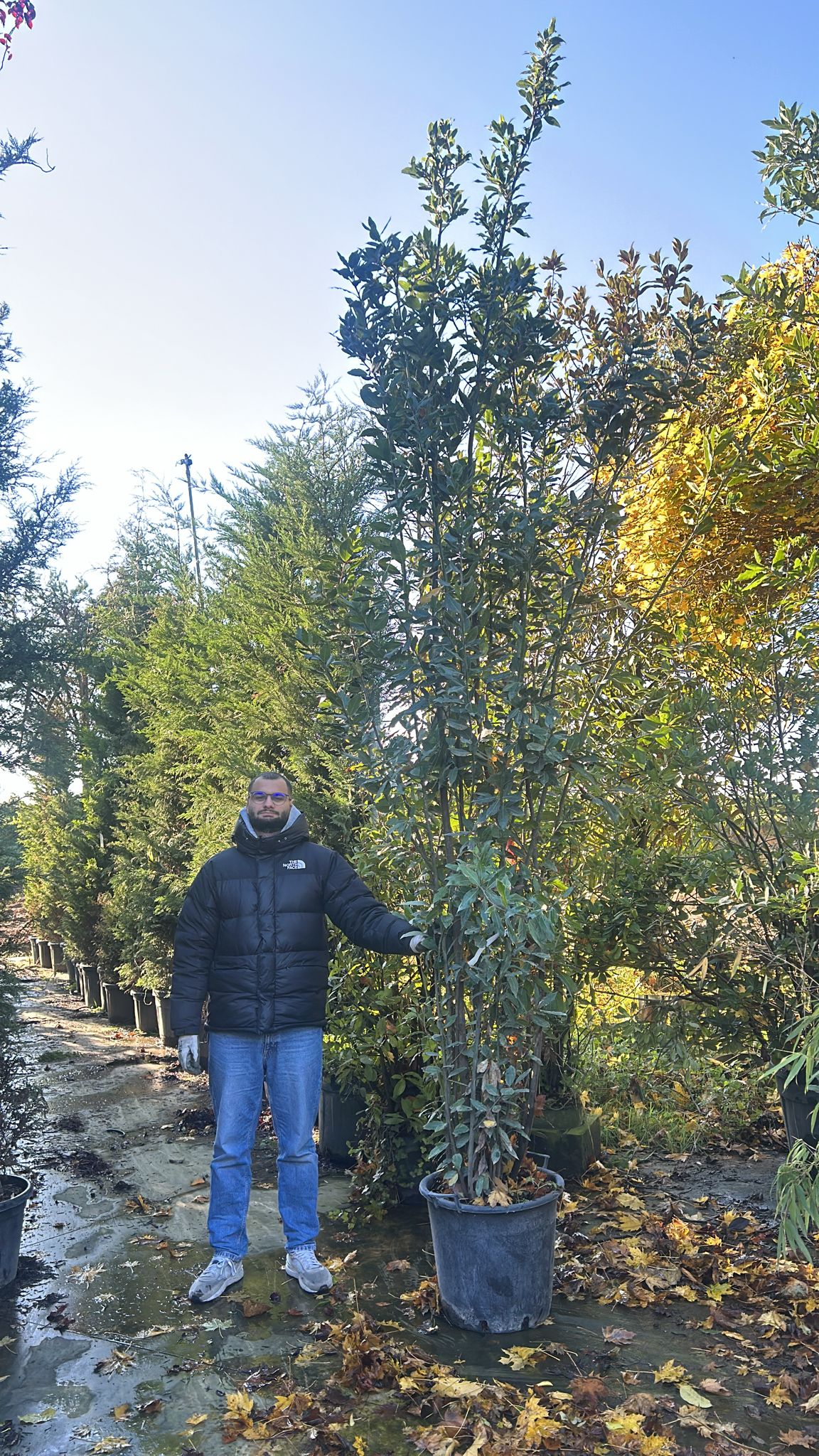 Laurier Sauce (Laurus nobilis) - Image 8