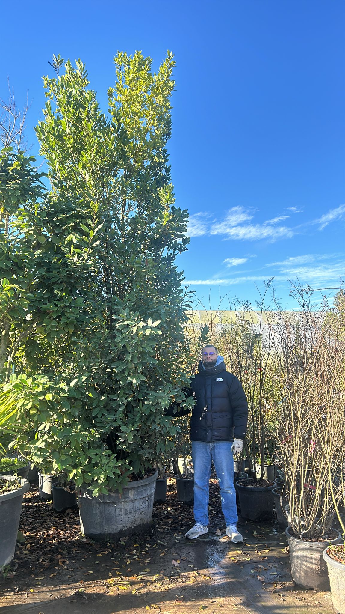 Laurier Sauce (Laurus nobilis) - Image 9