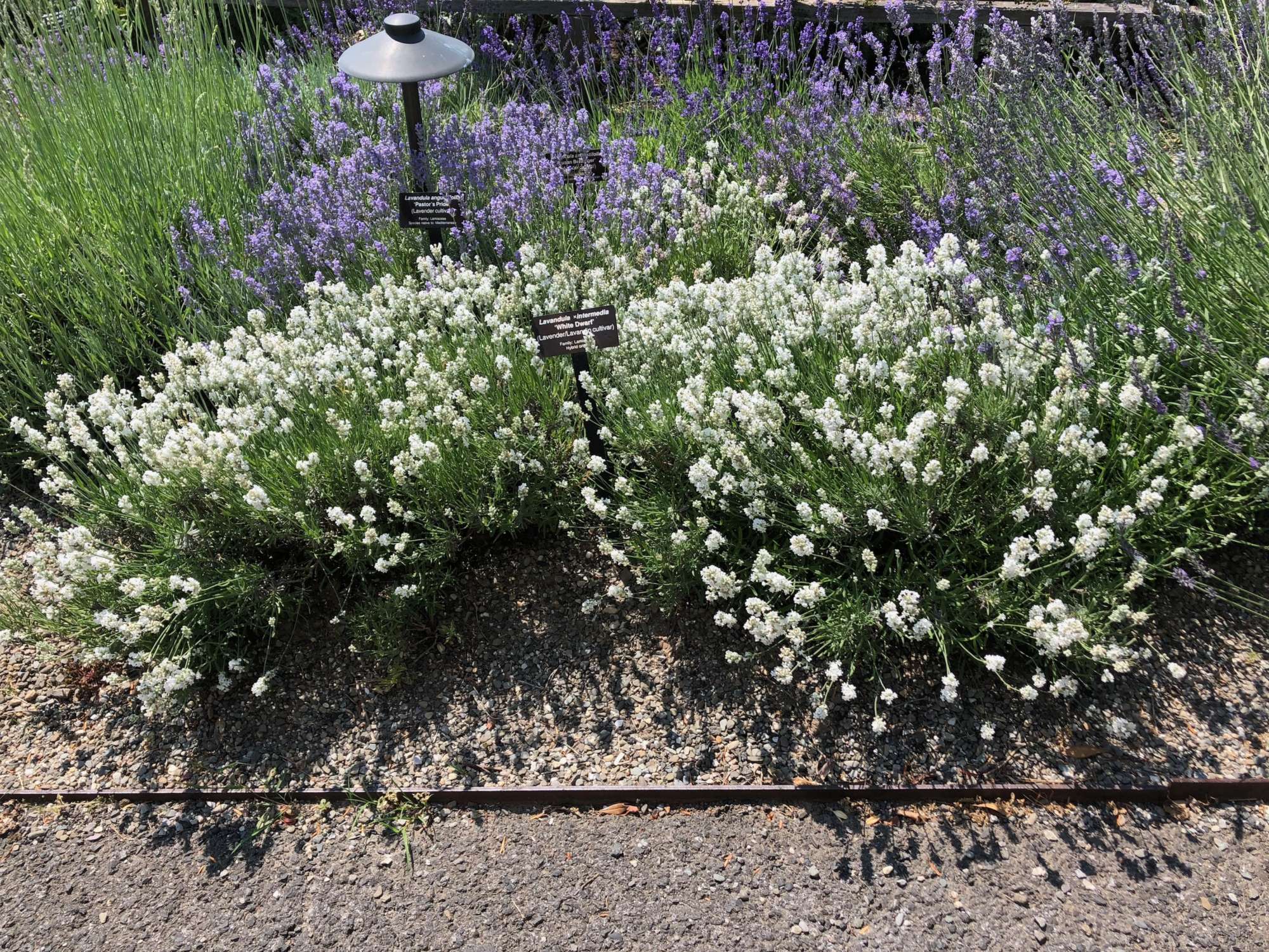 Lavande blanche (Lavandula Angustifolia Edelweiss) - Image 3