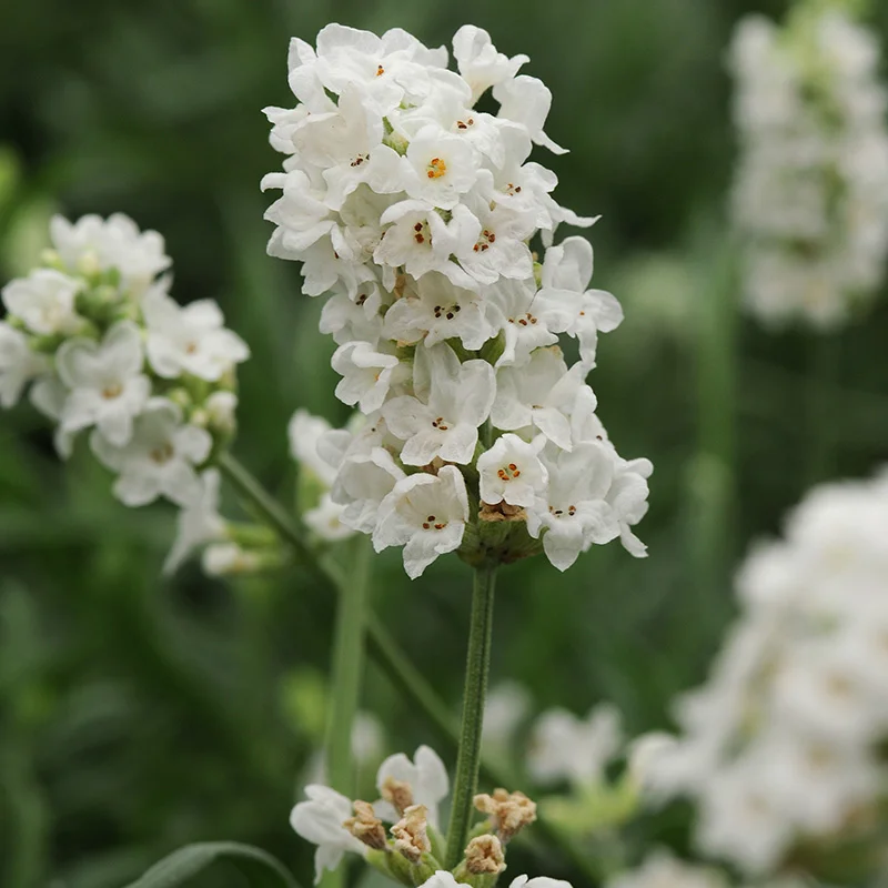 Lavande blanche (Lavandula Angustifolia Edelweiss) - Image 4