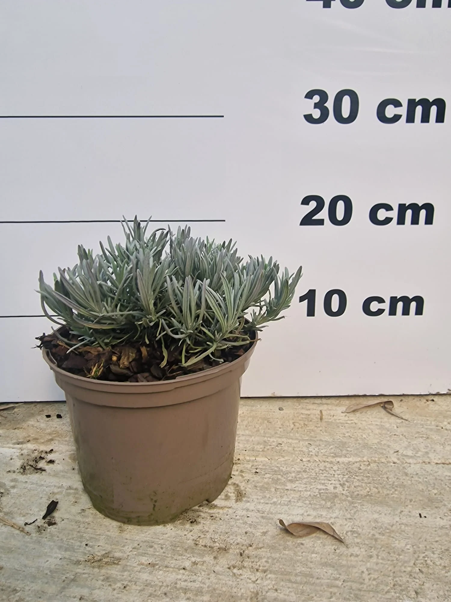 Lavande blanche (Lavandula Angustifolia Edelweiss) - Image 5