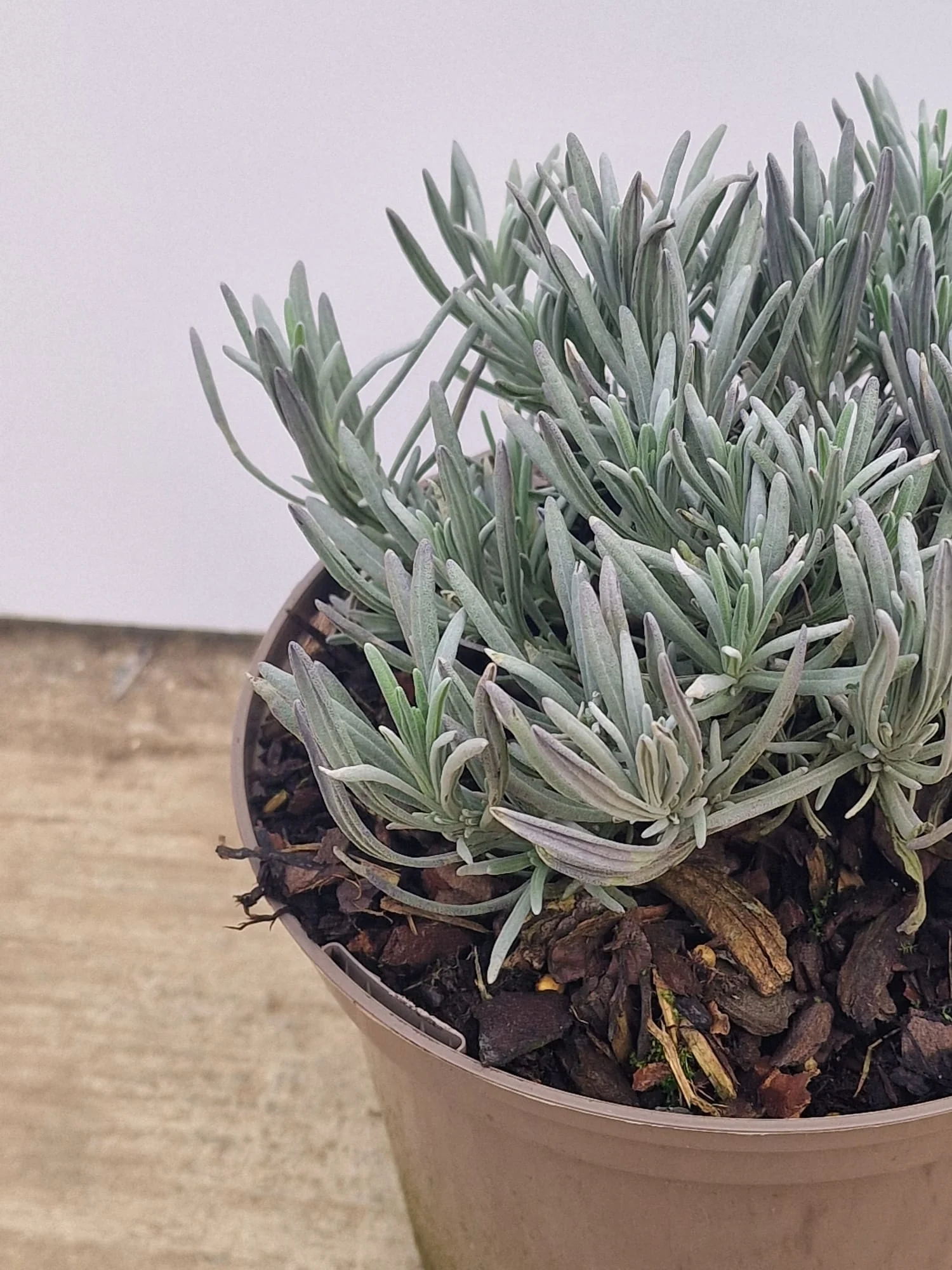 Lavande blanche (Lavandula Angustifolia Edelweiss) - Image 6