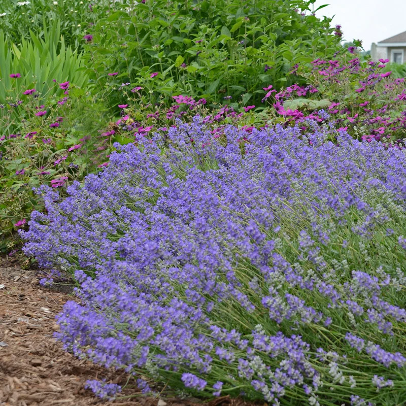 Lavande bleue (Lavandula Angustifolia Hidcote) - Image 3