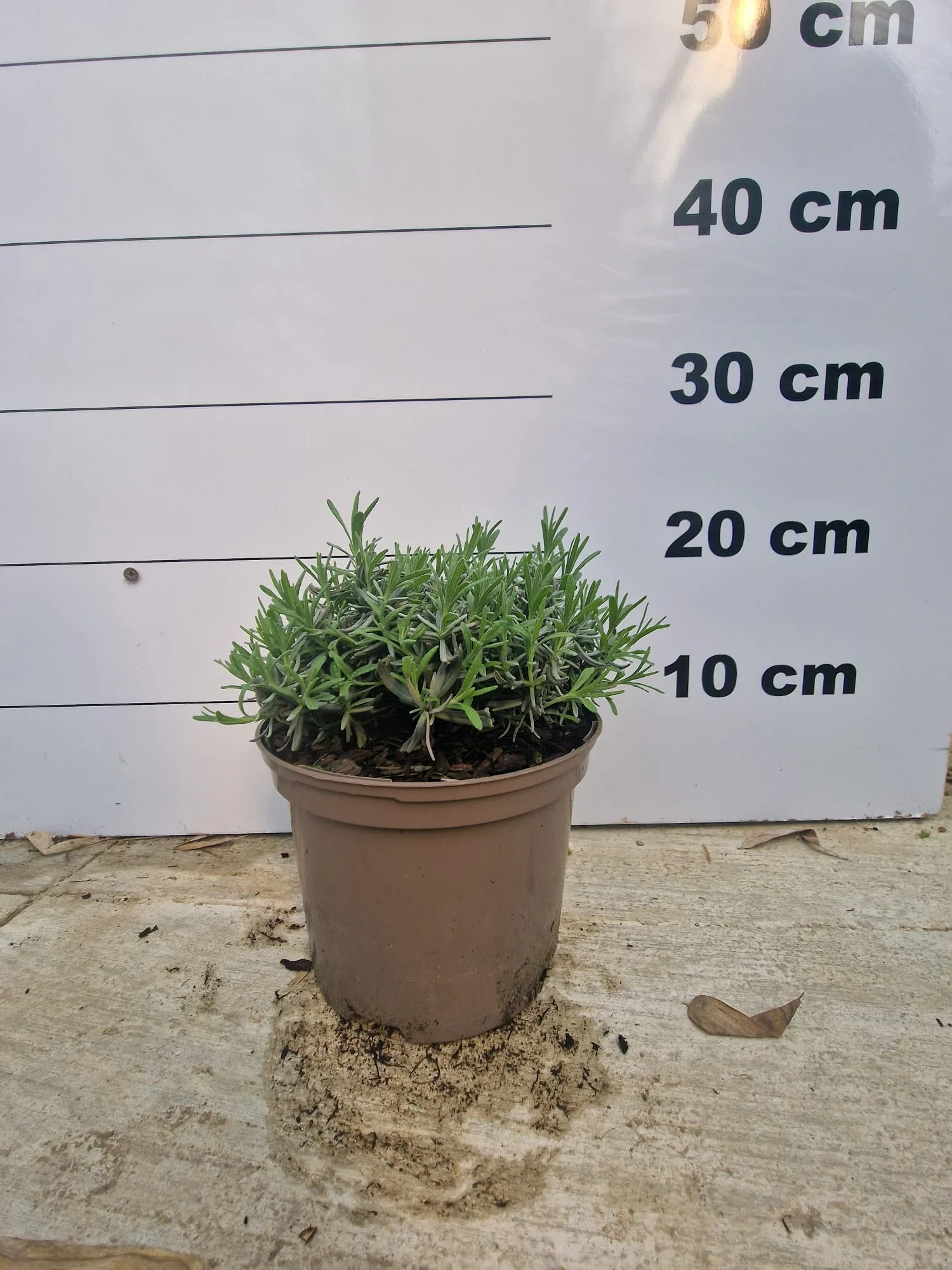 Lavande bleue (Lavandula Angustifolia Hidcote) - Image 5